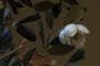 Cretaceous magnolia