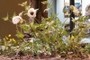 Palaeoaster inquirenda, a Cretaceous poppy
