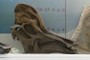 Corythosaurus