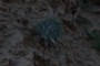 Rock Plant