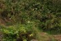 Evasive plant species