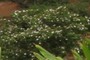 Native Hibiscus