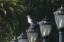 Sea Gull on lamp post