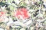 Ohia Test