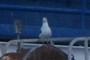 pidgeon