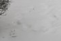 Footprints