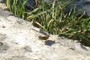 another cricket