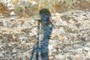 shadow