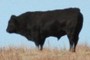 beef
