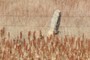 stone fence post