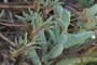 Succulents