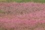peach orchard