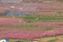 peach orchard