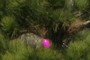 Easter egg