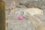 Easter egg