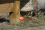Easter egg