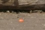 Easter egg