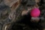 pink   egg