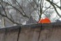 Orange egg