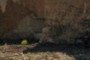 yellow   egg