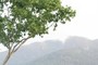 just a zoomed view of tree and mountain