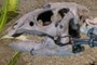 Dryosaurus