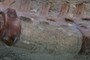 Missing vertebrae
