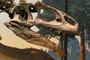 Allosaurus