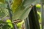 Mariposas