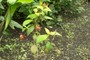 Planta