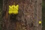 Peeps in trees