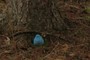 Blue Egg