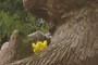 two yellow bunnies