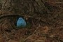 blue chick egg