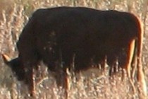 109554-210x140
