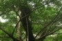 Forest Giant