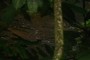 stream