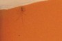 a spider