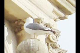 24-Hour Surveillance System?