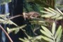 Archaeopteryx 