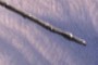Diplodocus tail end