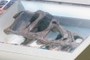 Marshosaurus skull