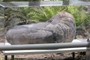 Partial Apatosaurus femur, CM 83