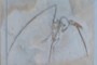 Rhamphorhynchus muensteri