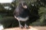 Confuciusornis sanctus