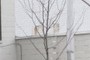 Honey Locust