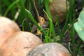 Gold bunny