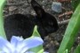 black bunny