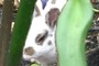 bunny that looks mad