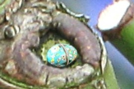 "blue" egg